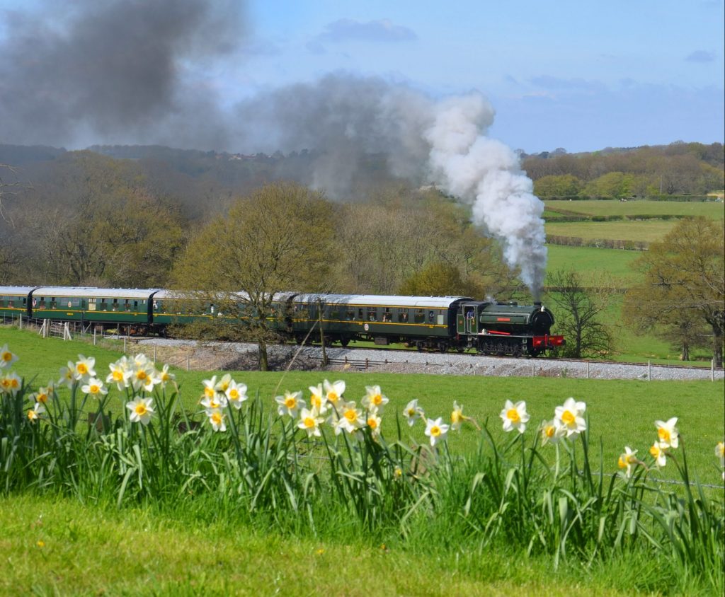 Steam train & daffodils