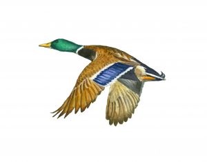 Mallard Duck Male