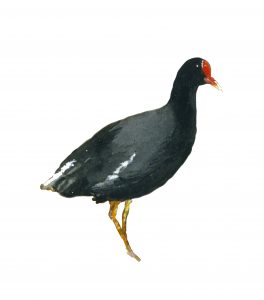 Moorhen