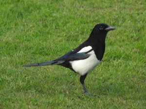 Magpie