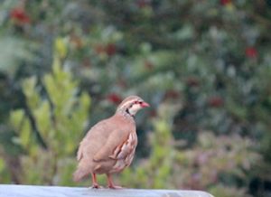 Red legged Partridge